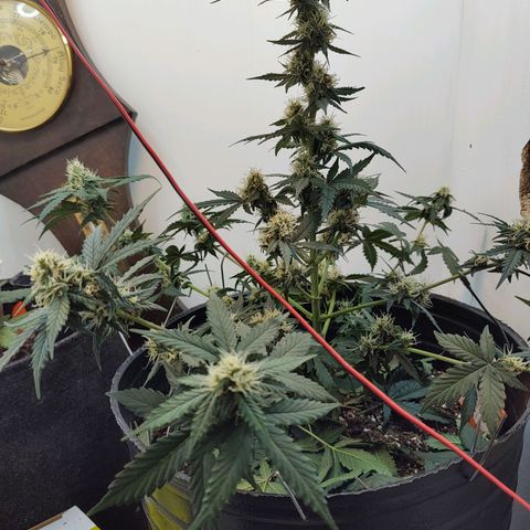 Purple Kush growlog timeline photo