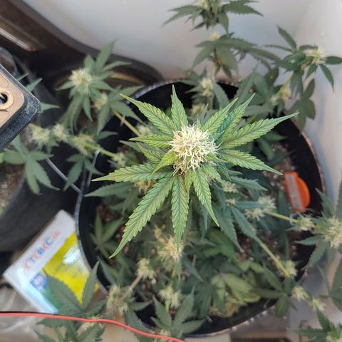 Purple Kush growlog timeline photo