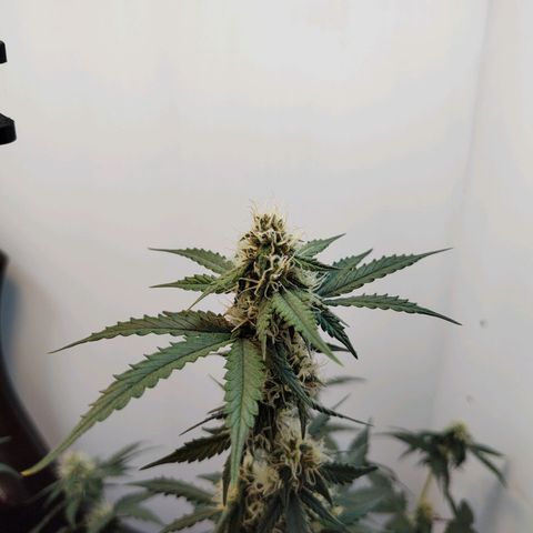 Purple Kush growlog timeline photo
