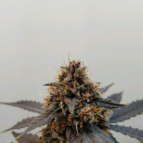 Purple Kush growlog timeline photo