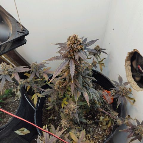 Purple Kush growlog timeline photo