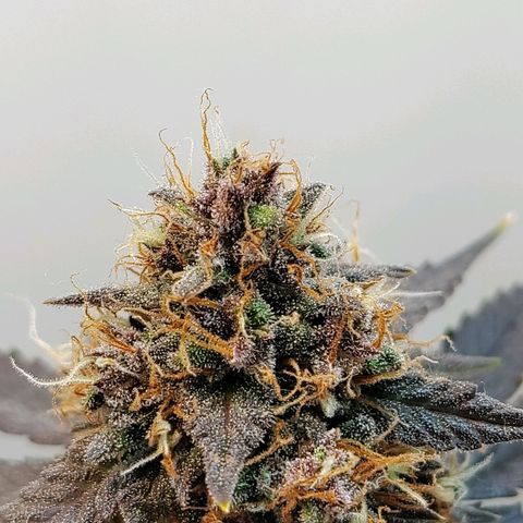 Purple Kush growlog timeline photo