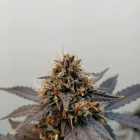 Purple Kush growlog timeline photo