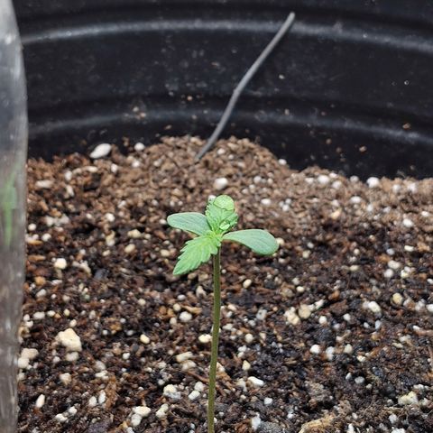 BCN Critical growlog timeline photo