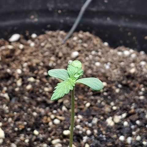 BCN Critical growlog timeline photo