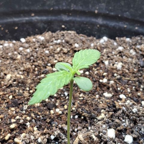 BCN Critical growlog timeline photo