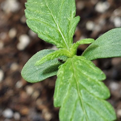 BCN Critical growlog timeline photo