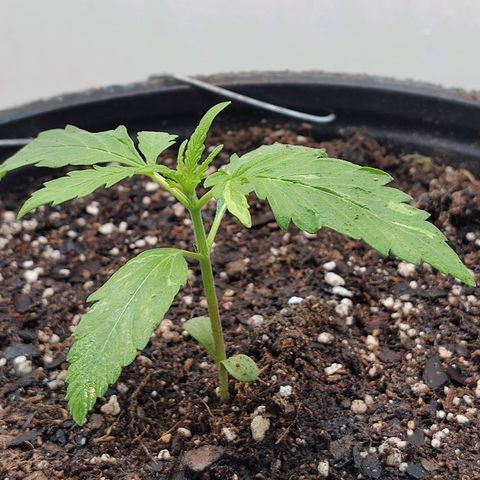 BCN Critical growlog timeline photo