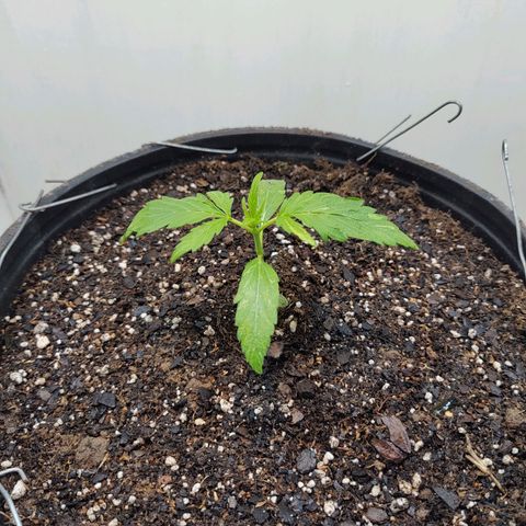 BCN Critical growlog timeline photo