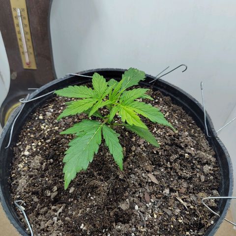 BCN Critical growlog timeline photo