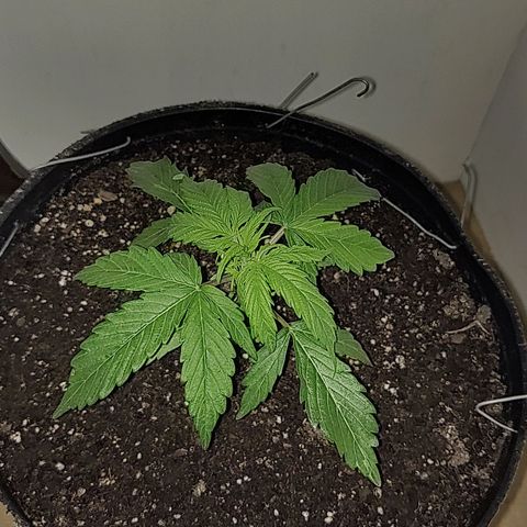BCN Critical growlog timeline photo