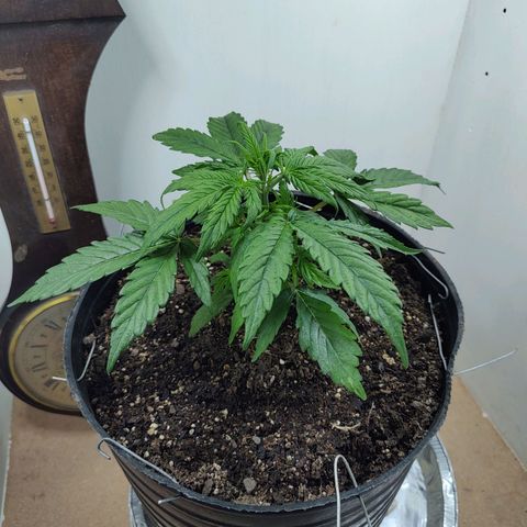BCN Critical growlog timeline photo
