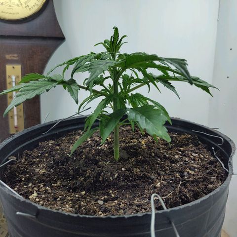 BCN Critical growlog timeline photo