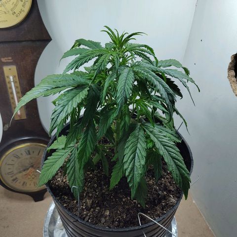 BCN Critical growlog timeline photo