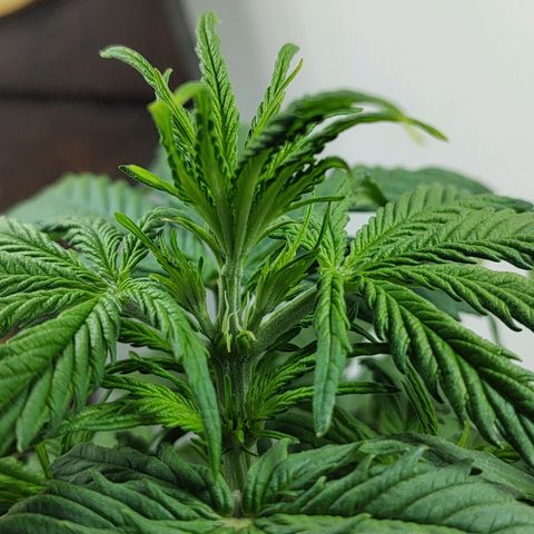 BCN Critical growlog timeline photo