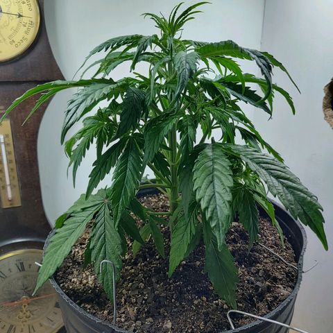 BCN Critical growlog timeline photo