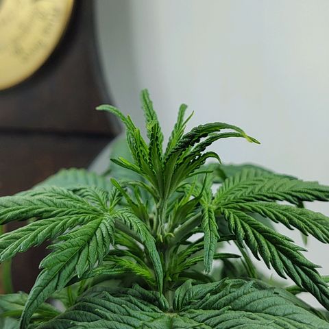 BCN Critical growlog timeline photo