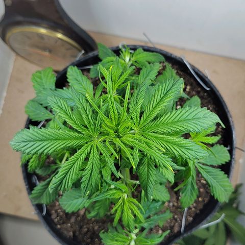 BCN Critical growlog timeline photo