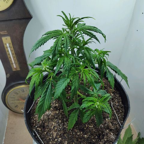 BCN Critical growlog timeline photo