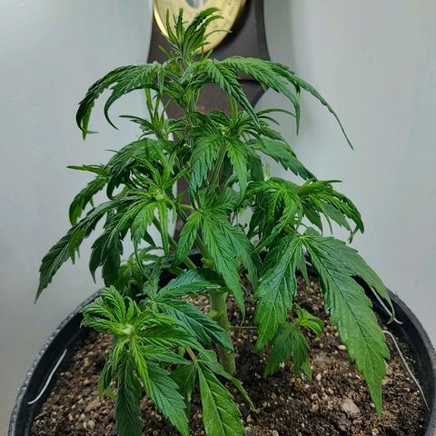 BCN Critical growlog timeline photo