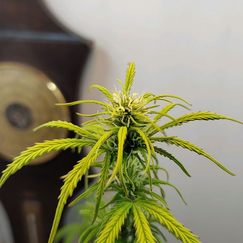 BCN Critical growlog timeline photo