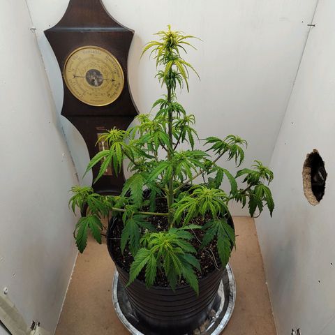 BCN Critical growlog timeline photo