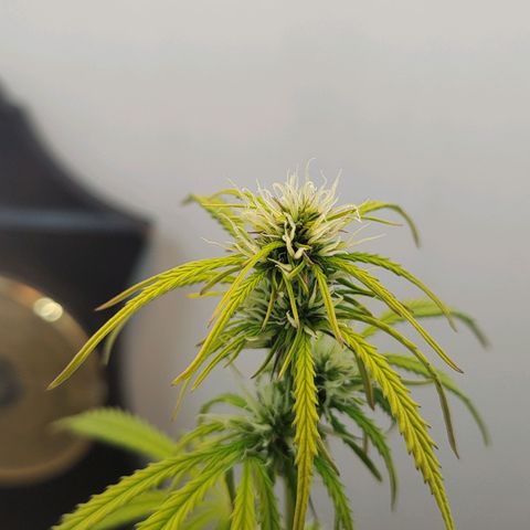 BCN Critical growlog timeline photo
