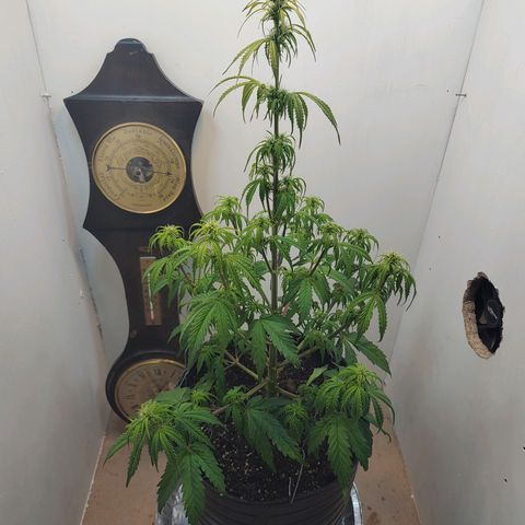BCN Critical growlog timeline photo
