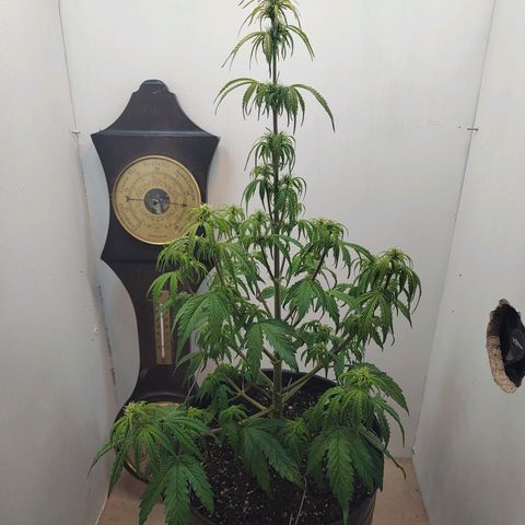 BCN Critical growlog timeline photo