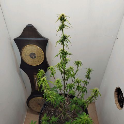 BCN Critical growlog timeline photo