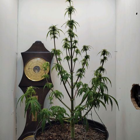 BCN Critical growlog timeline photo