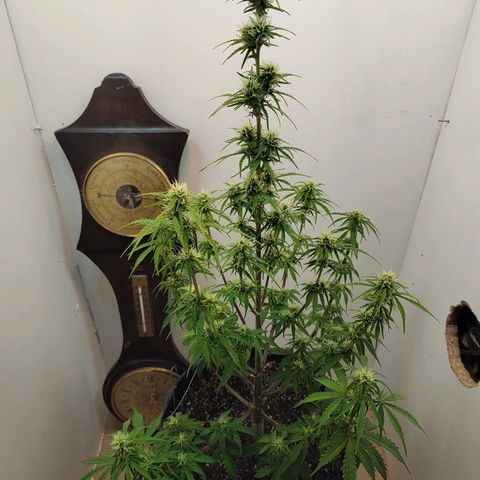 BCN Critical growlog timeline photo
