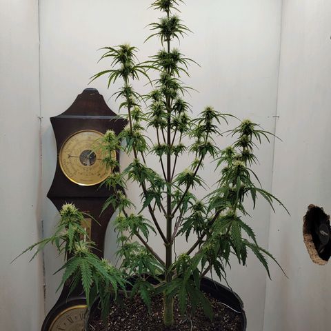 BCN Critical growlog timeline photo