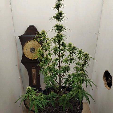 BCN Critical growlog timeline photo