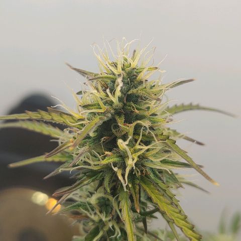 BCN Critical growlog timeline photo
