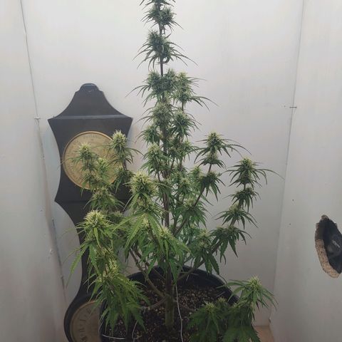 BCN Critical growlog timeline photo