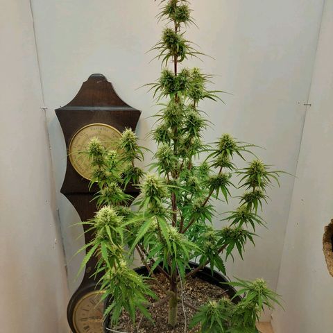 BCN Critical growlog timeline photo