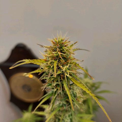 BCN Critical growlog timeline photo