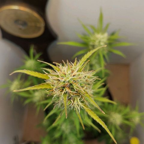 BCN Critical growlog timeline photo
