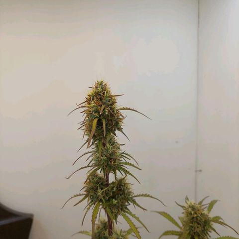 BCN Critical growlog timeline photo