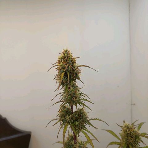 BCN Critical growlog timeline photo