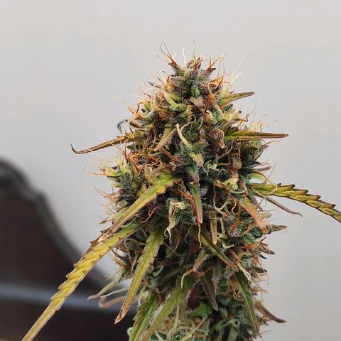 BCN Critical growlog timeline photo