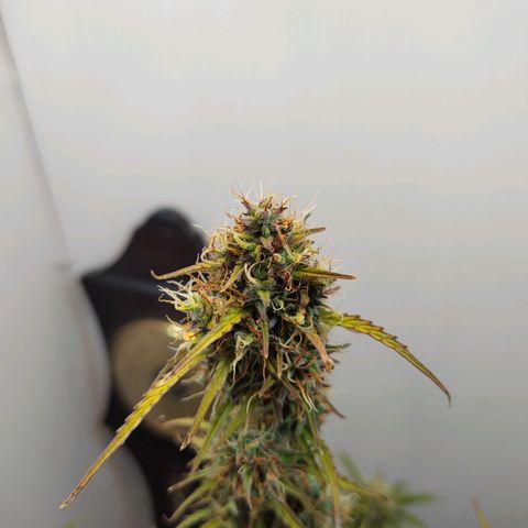 BCN Critical growlog timeline photo