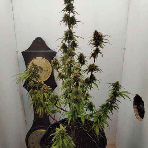 BCN Critical growlog timeline photo