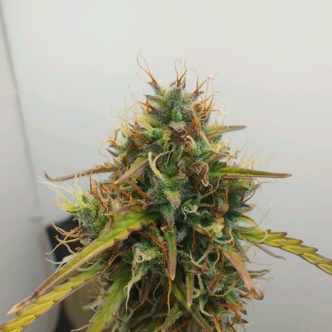 BCN Critical growlog timeline photo