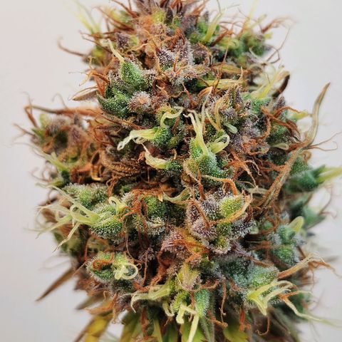 BCN Critical growlog timeline photo