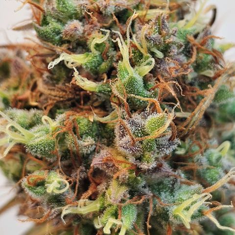 BCN Critical growlog timeline photo