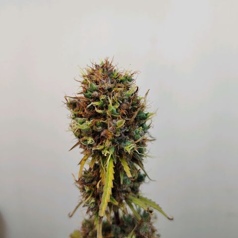 BCN Critical growlog timeline photo