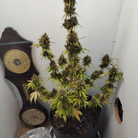 BCN Critical growlog timeline photo