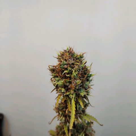 BCN Critical growlog timeline photo